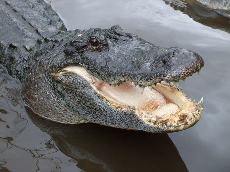 Florida on Verge of Setting State Record, Nearly Five Years Without Fatal Gator Attack