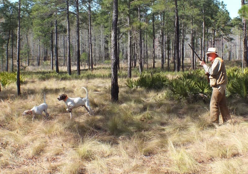 Southern Woods Plantation Quail Hunting Preserve