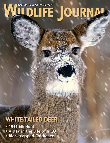 This Month’s New Hampshire Wildlife Journal Talks White-tailed Deer, 1941 Elk Hunt and a Day in the Life of a CO