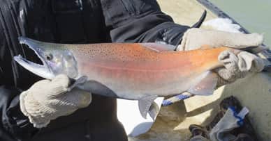 New Mexico Salmon Snagging Season Opens Nov. 8 at Heron Lake