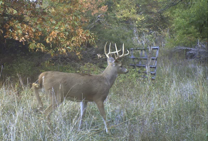 Four Top Stand Sites for Late November Whitetail