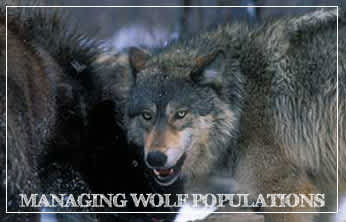 This Week on The Revolution – Managing Wolf Populations