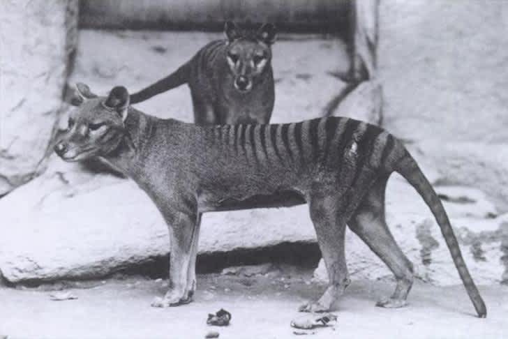 UK Zoologists Search for Last Tasmanian Tigers