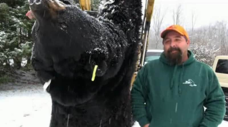 Pennsylvania Hunter Aims for World Record with 772-pound Black Bear