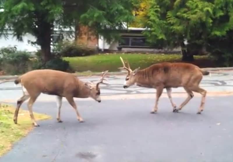 Video: Suburban Deer Fight