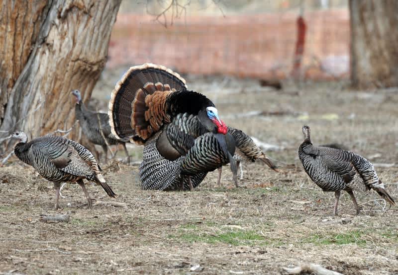 Wild Turkeys Doing Well in Utah