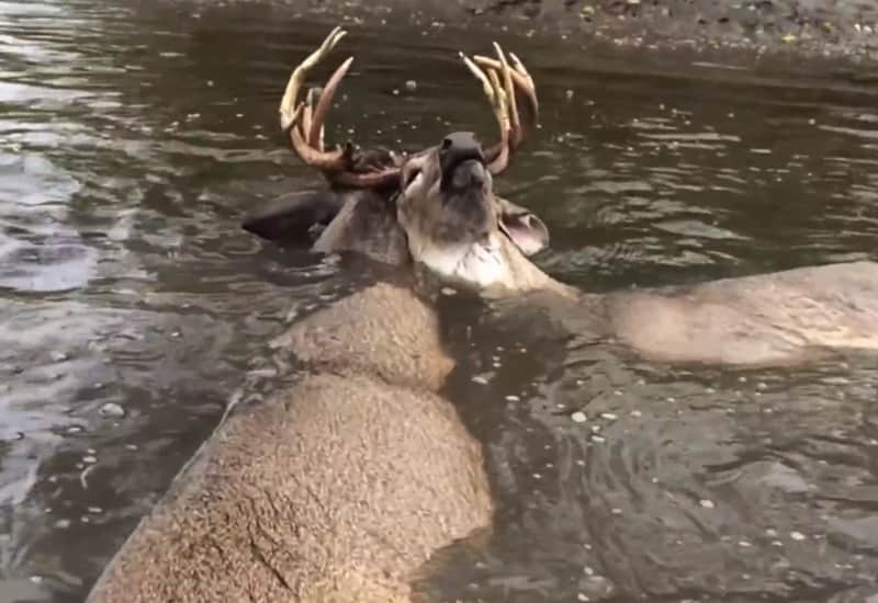 The Story Behind the Drowning Buck Ax Rescue