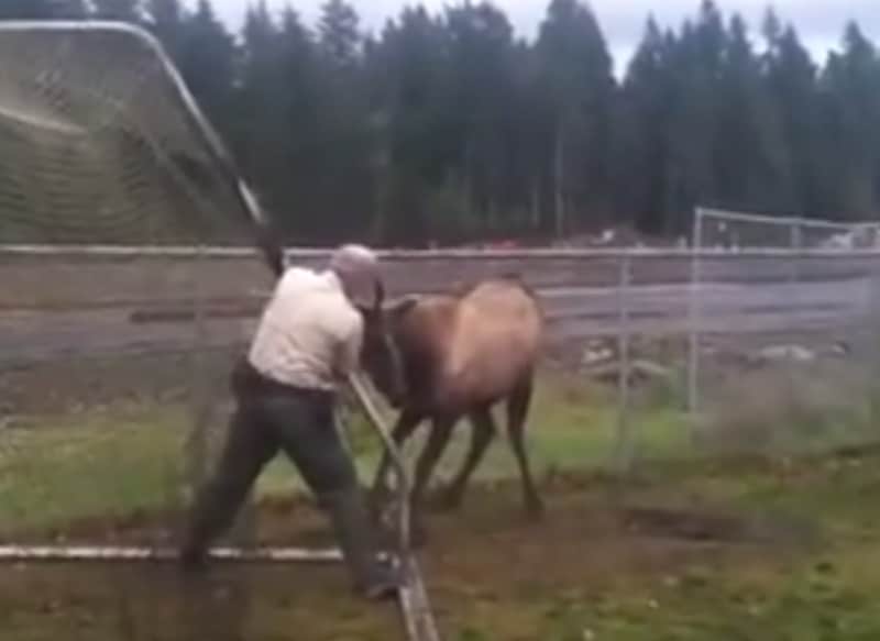 Video: Conservation Officer Frees Elk from Soccer Net
