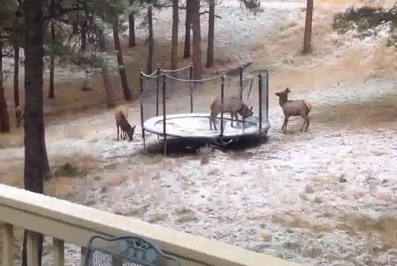Video: Elk Gets Trapped on Trampoline and Its Friends Try to Help