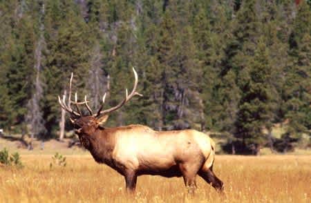 Lost Elk Hunters Rescued after Finding Shelter in Colorado Cabin