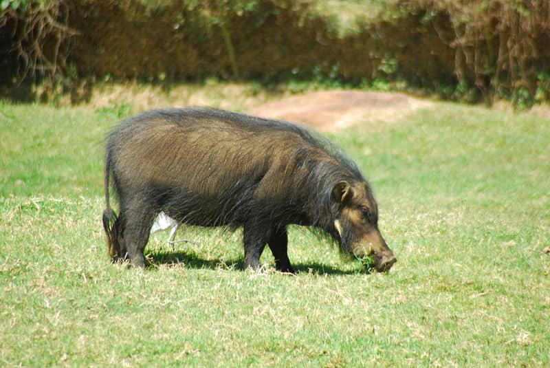 Giants of the Forest: The World’s Largest Wild Pigs