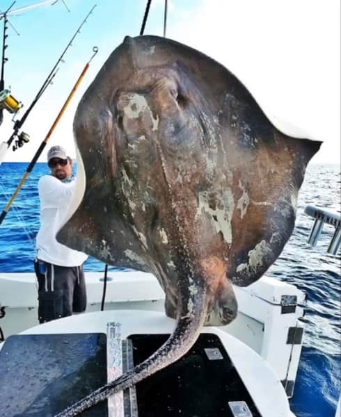 Florida Angler Hooks and Releases Rare 800-pound Sea Creature