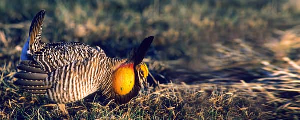 Kansas 2013 Prairie Chicken Season Unique Hunting Opportunity