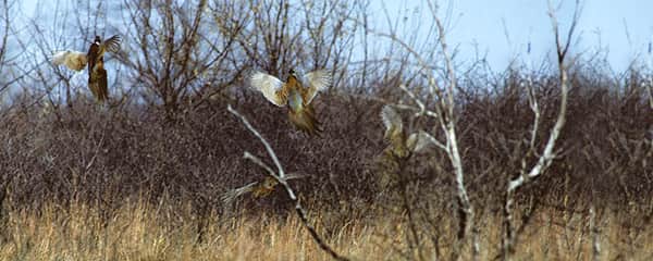 Kansas Pheasant and Quail Seasons Generate Excitement