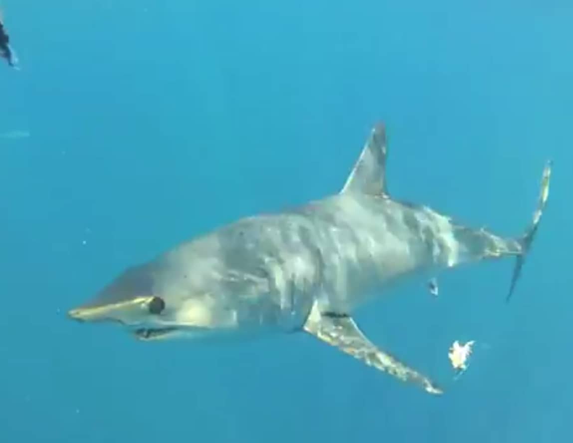 Video: Mako Shark Snatches Angler’s Amberjack