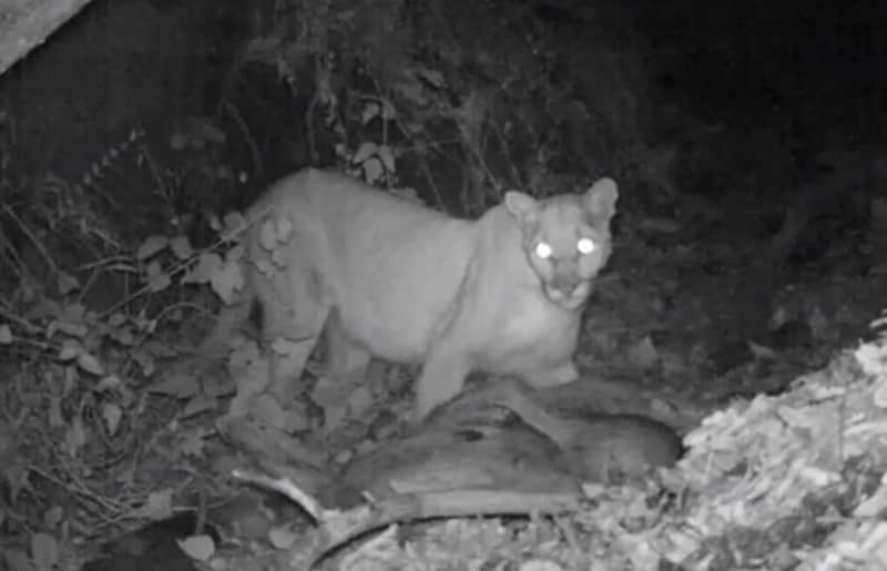 Video: Trail Cam Catches Mountain Lions Feasting on Deer