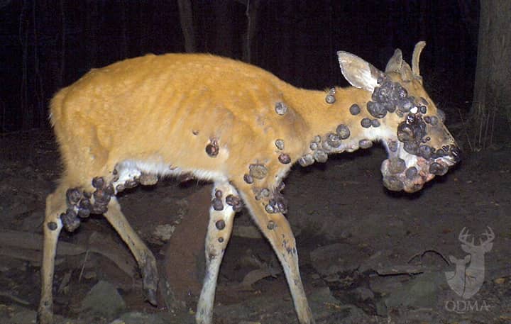 How to Recognize 5 Common, Lethal Deer Diseases