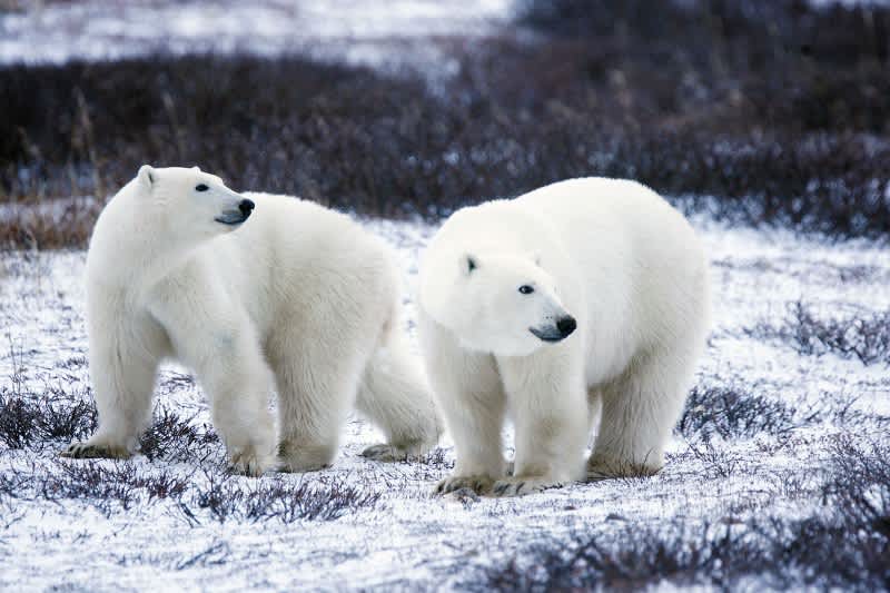 Polar Bear Brawl Leaves Two People in Hospital, Two Bears Shot