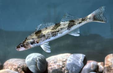 Wyoming Biologists Seek to Restore Native Sauger