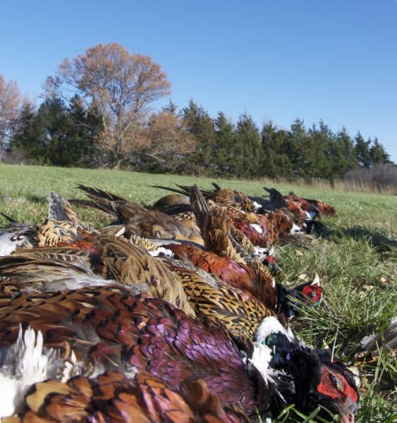 Top-secret South Dakota Pheasant Hunting