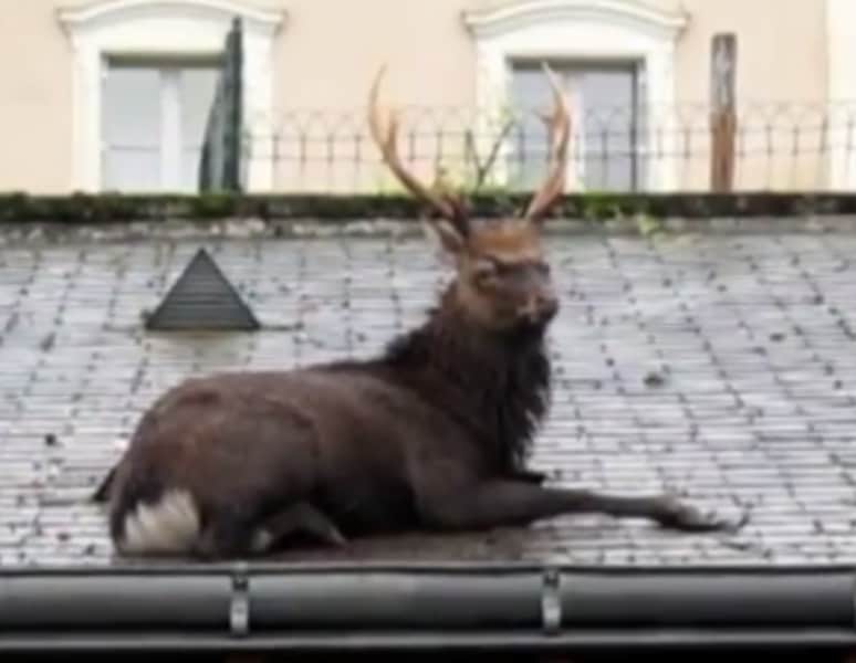 Video: French Sika Deer Climbs on Roof, Refuses to Come Down