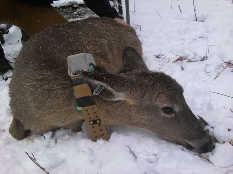 Pennsylvania Hunters Get Chance to Harvest “Texting” Deer
