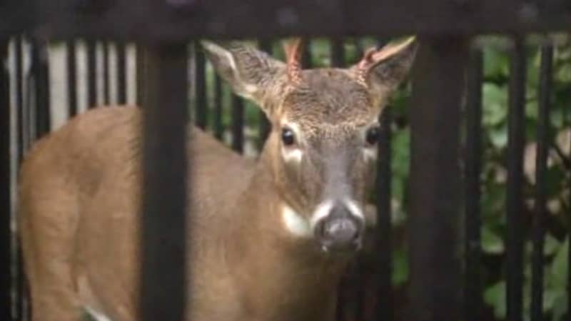 Video: Deer Wander Through Chicago on Halloween
