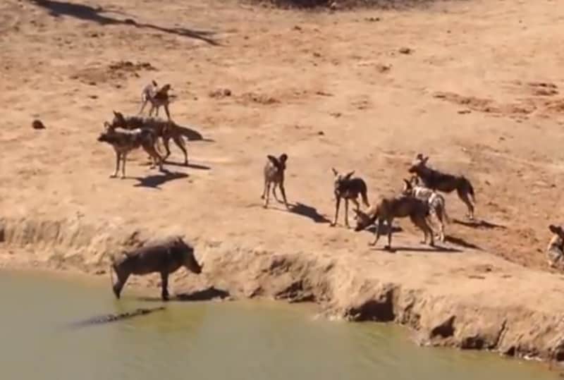 Video: Warthog’s Impossible Choice Between Crocodile, Wild Dogs