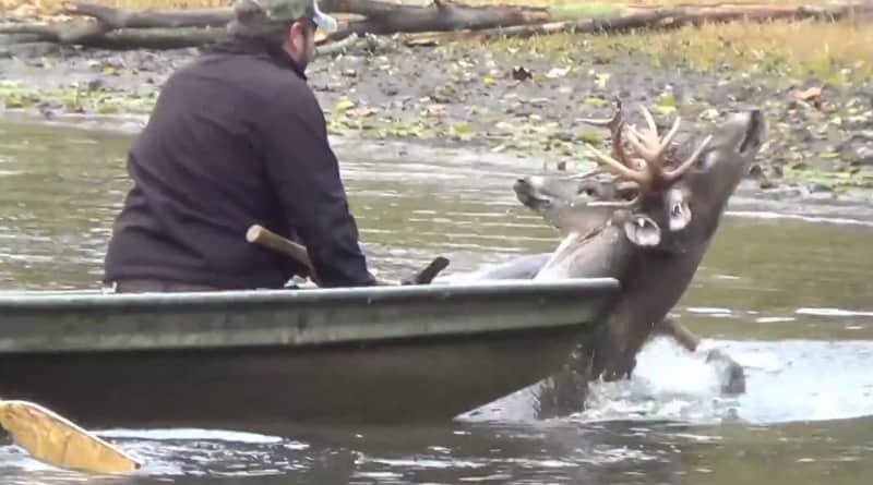 Video: Hunters Use Ax to Save Antler-locked, Drowning Deer