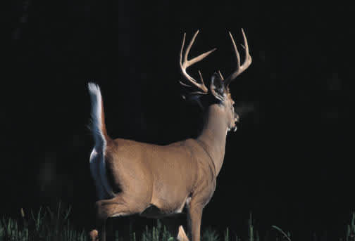 Maine Expects Best Deer Season in Six Years