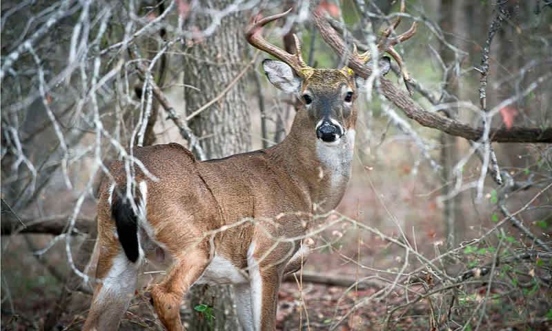 Police Nab Venison-stealing Thieves