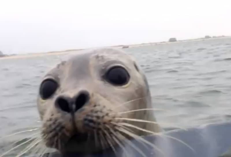 Video: Seal Surprises Duck Hunters, Gets in Boat