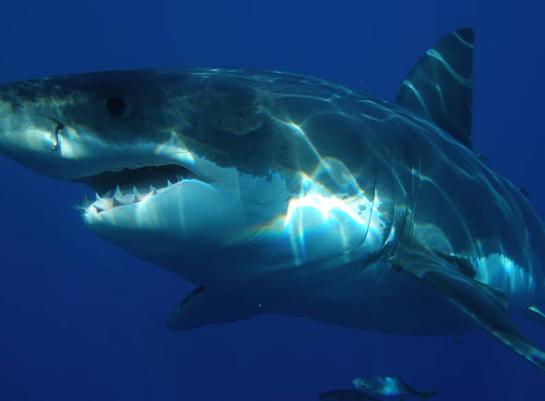 First Case of Cancerous Tumor Found in Great White Shark
