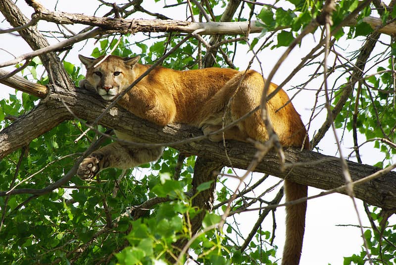 Researchers Find Evidence of Mountain Lion Predation on Wolves
