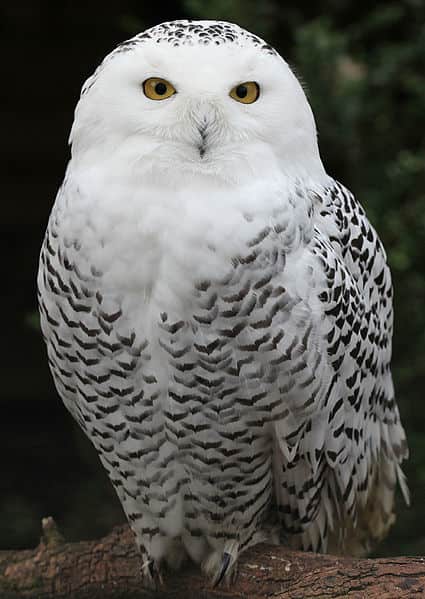 Look for More Snowy Owls This Winter