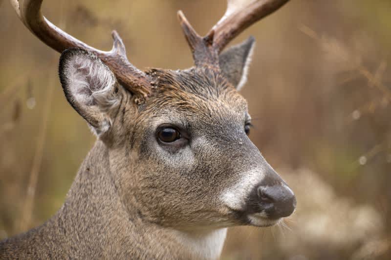 Whitetail Vision: Shedding Light on Deer Eyesight