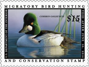 Senate Bill Introduced to Raise Price of Federal Duck Stamp