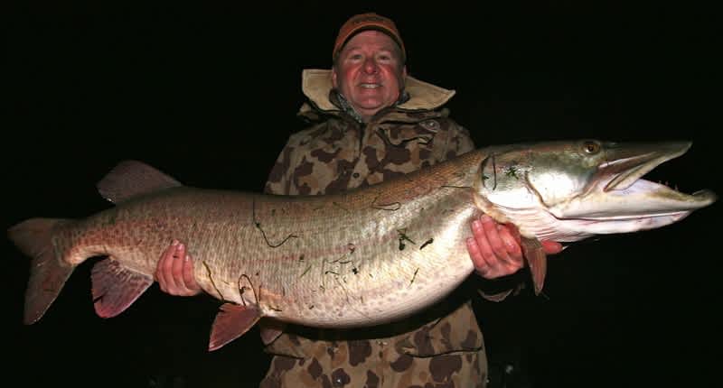 Two New Potential World Record Muskie Caught and Released