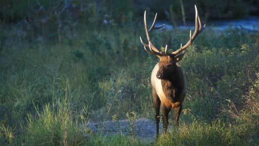 Oklahoma Officials Eye First Statewide Elk Hunt in 2014