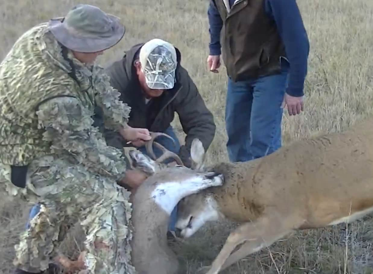 Video: Hunters Save Entangled Buck from Coyote Pack