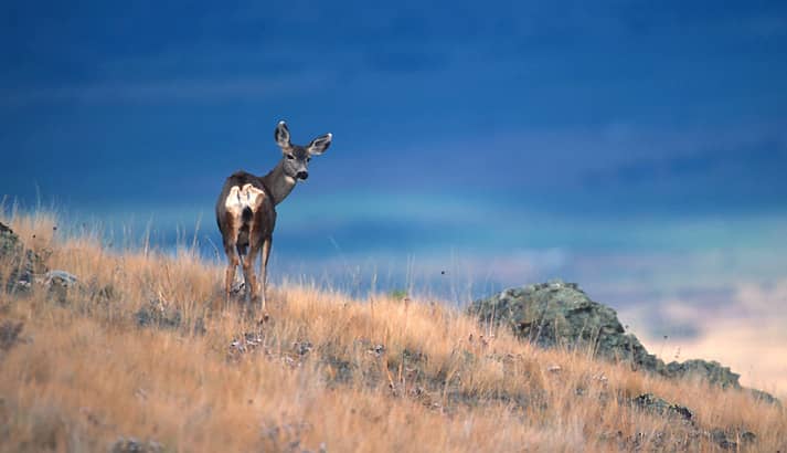 Montana’s Proposed Deer Hunting Reduction Draws Concerns