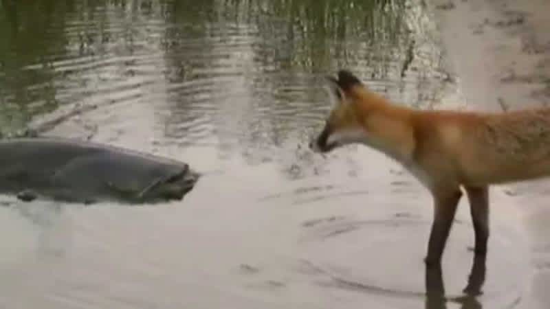 Video: Fox Plays Angler to Pull in Massive Catfish