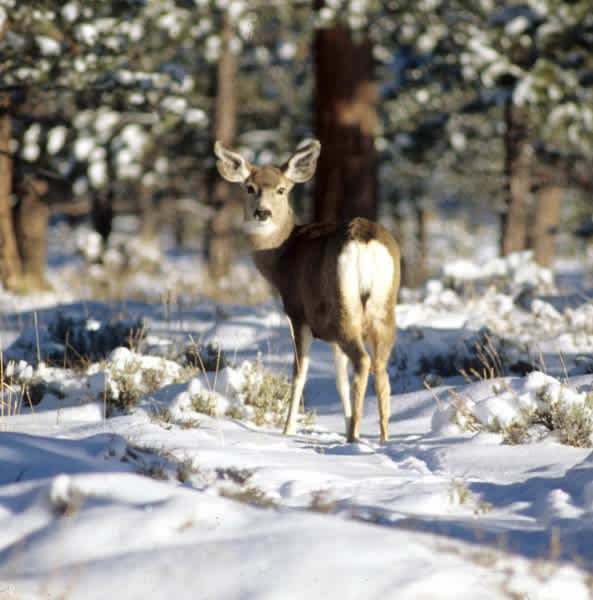 Utah Biologists Keeping a Close Eye on the Deer