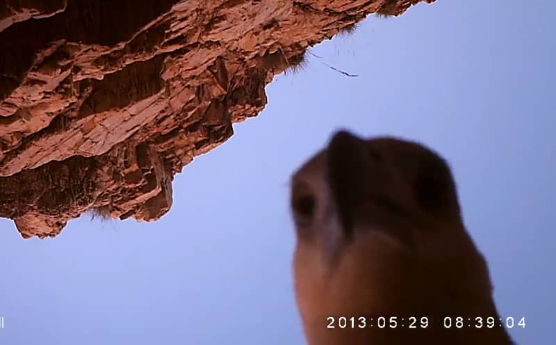 Video: Sea Eagle Steals Camera for 70 Miles, Documents Flight