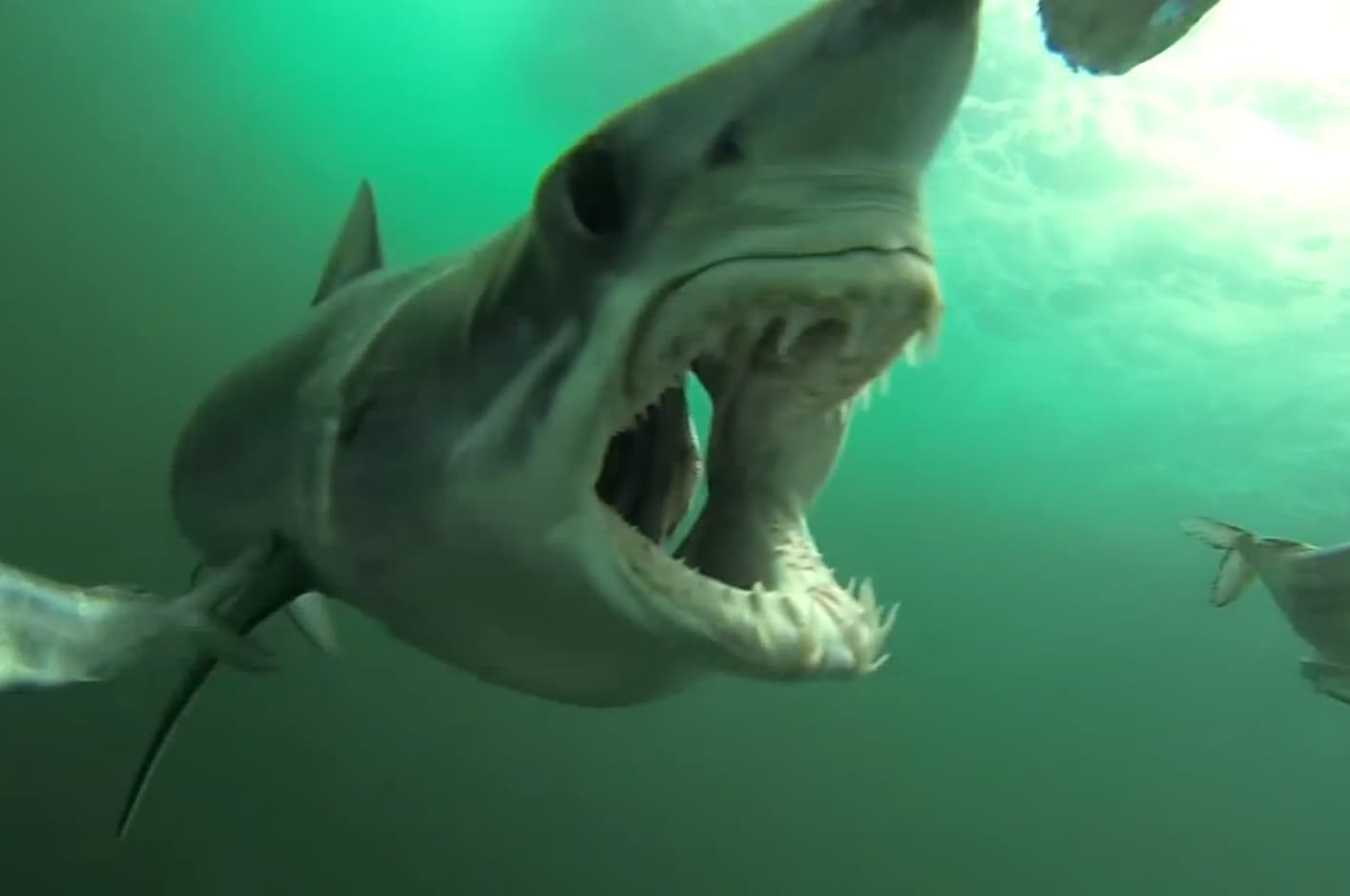 Video: GoPro Camera Puts You in the Shoes of Shark Bait