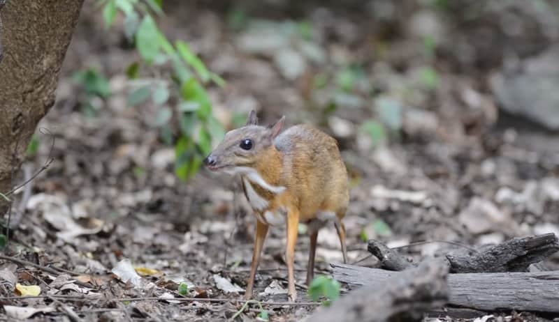 Video: The Lesser Mouse-deer