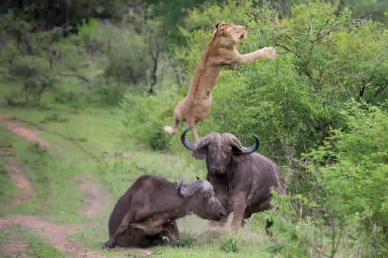 Video: African Cape Buffalo Flips Lion to Protect Its Own