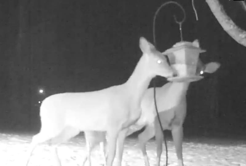 Video: Deer Make Cunning Bird Feeder Thieves