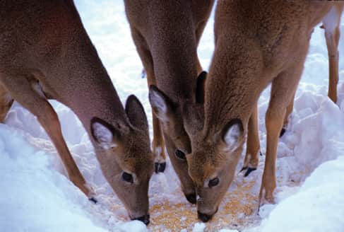 Critics Blast Deer Sterilization Programs as Overly Expensive