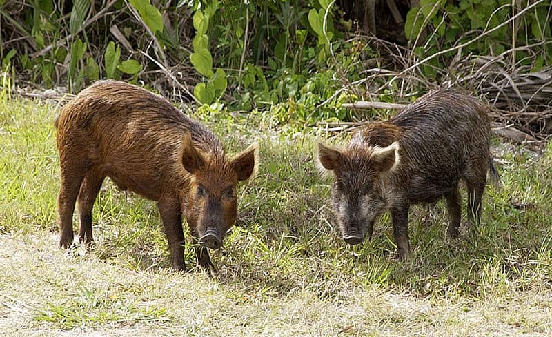 Video: Endless Line of Wild Pigs Cross Road